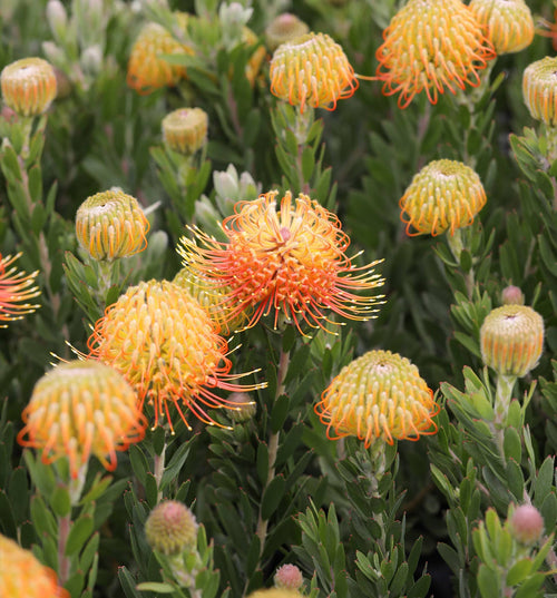 Leucospermum Phoenix Rising