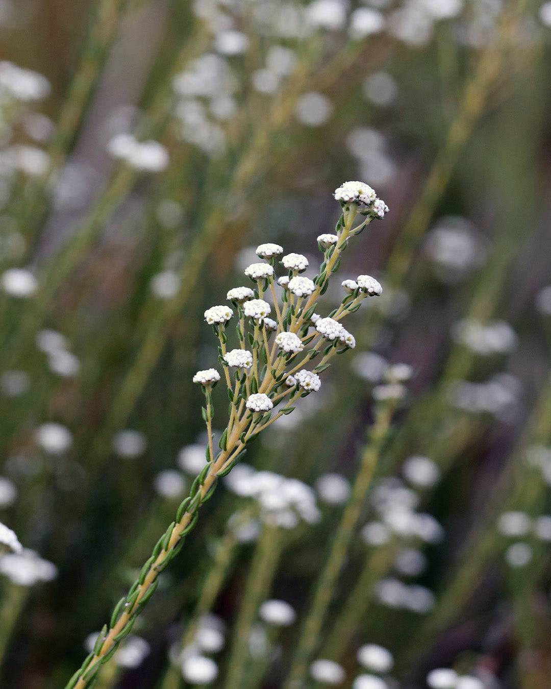Phylica Medusa