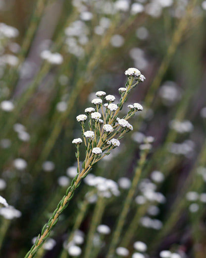 Phylica Medusa