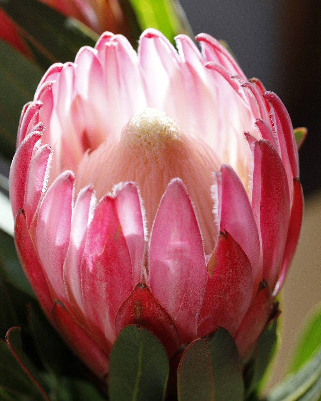 Protea Pink Cream