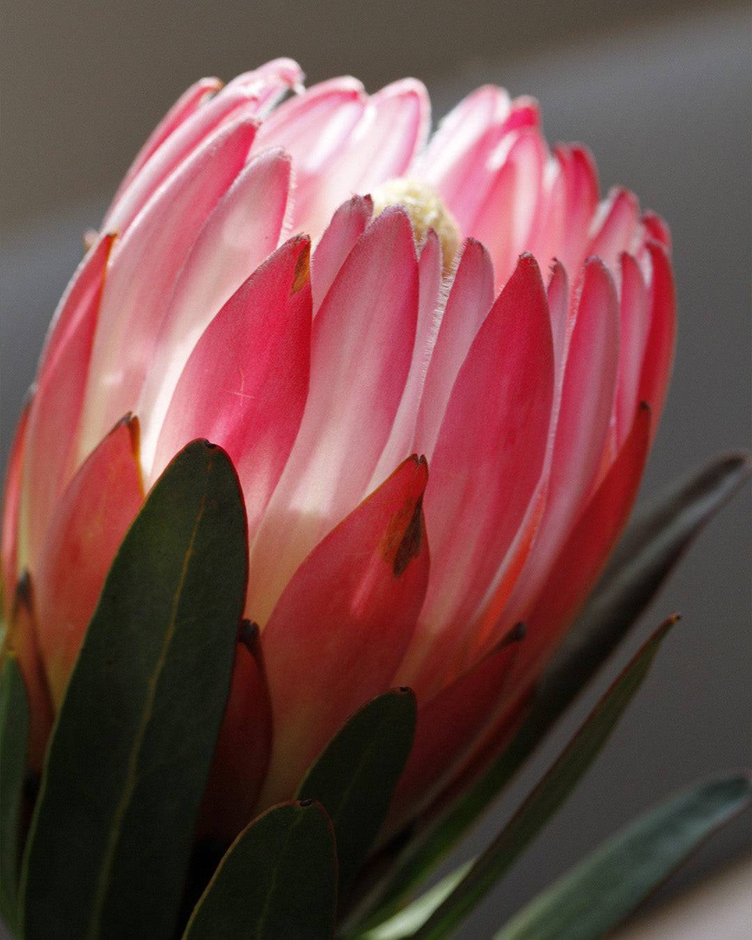 Protea Pink Cream