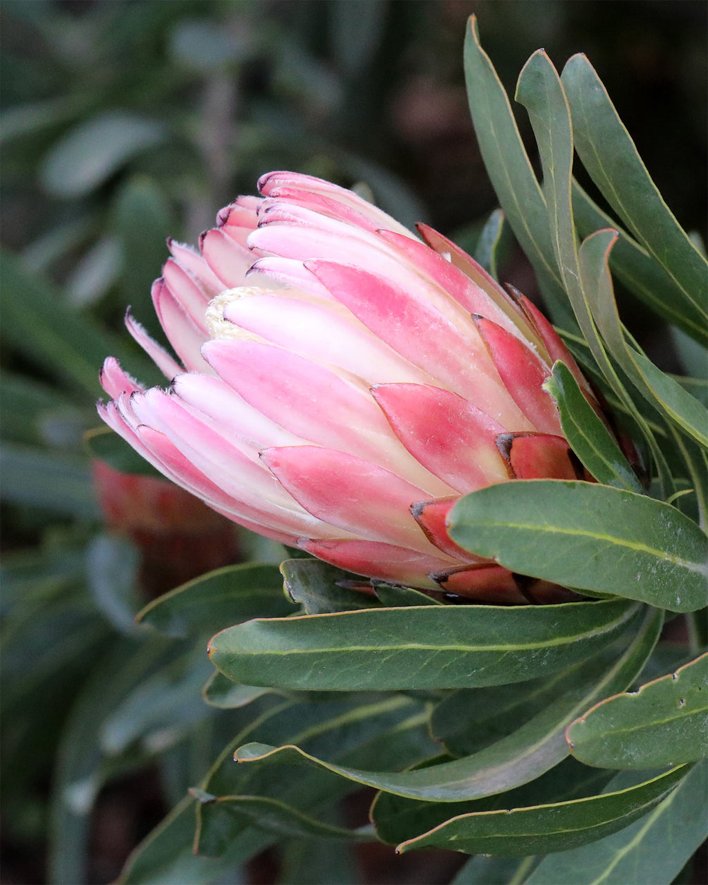 Protea Pink Cream