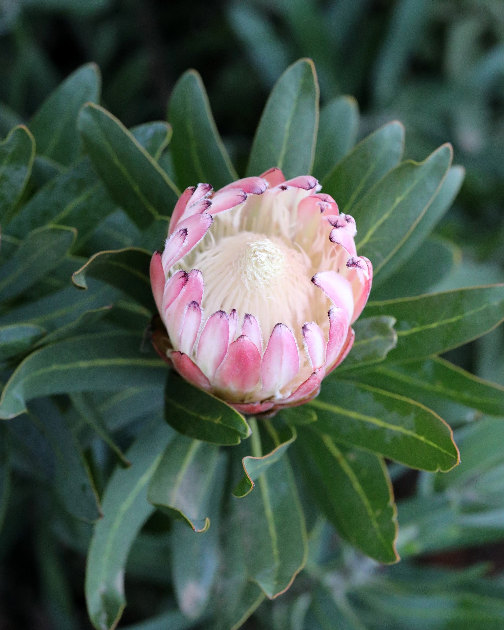 Protea Pink Cream