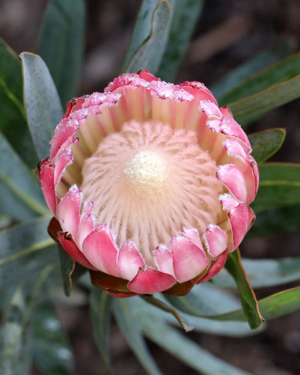 Protea Pink Cream