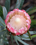 Protea Pink Cream