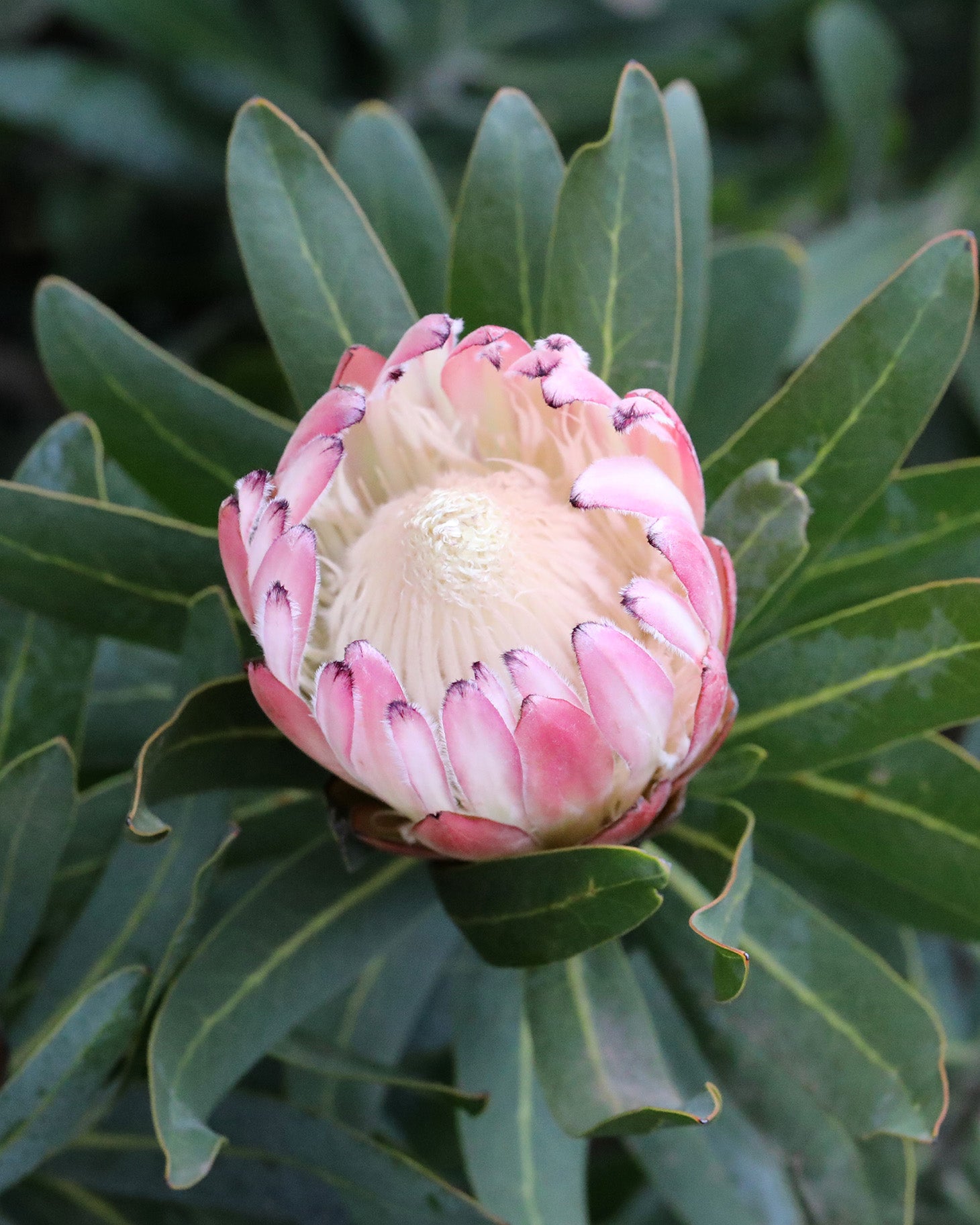 Protea Pink Cream