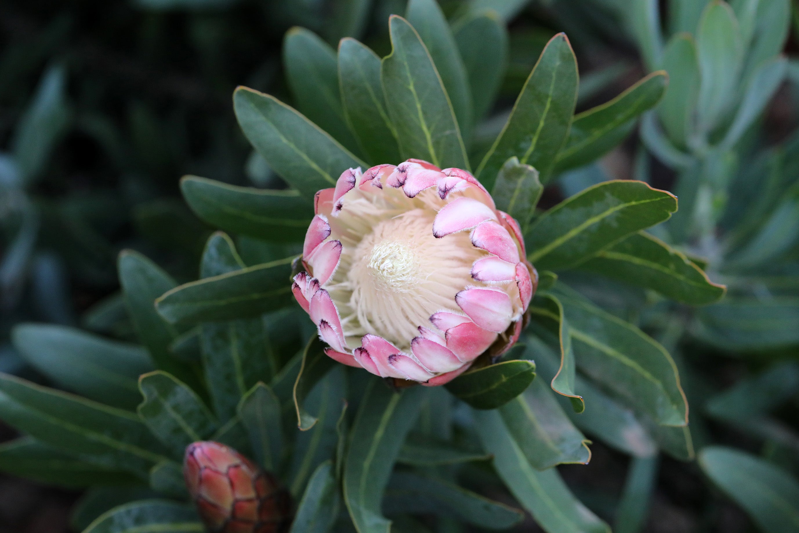 Protea Pink Cream