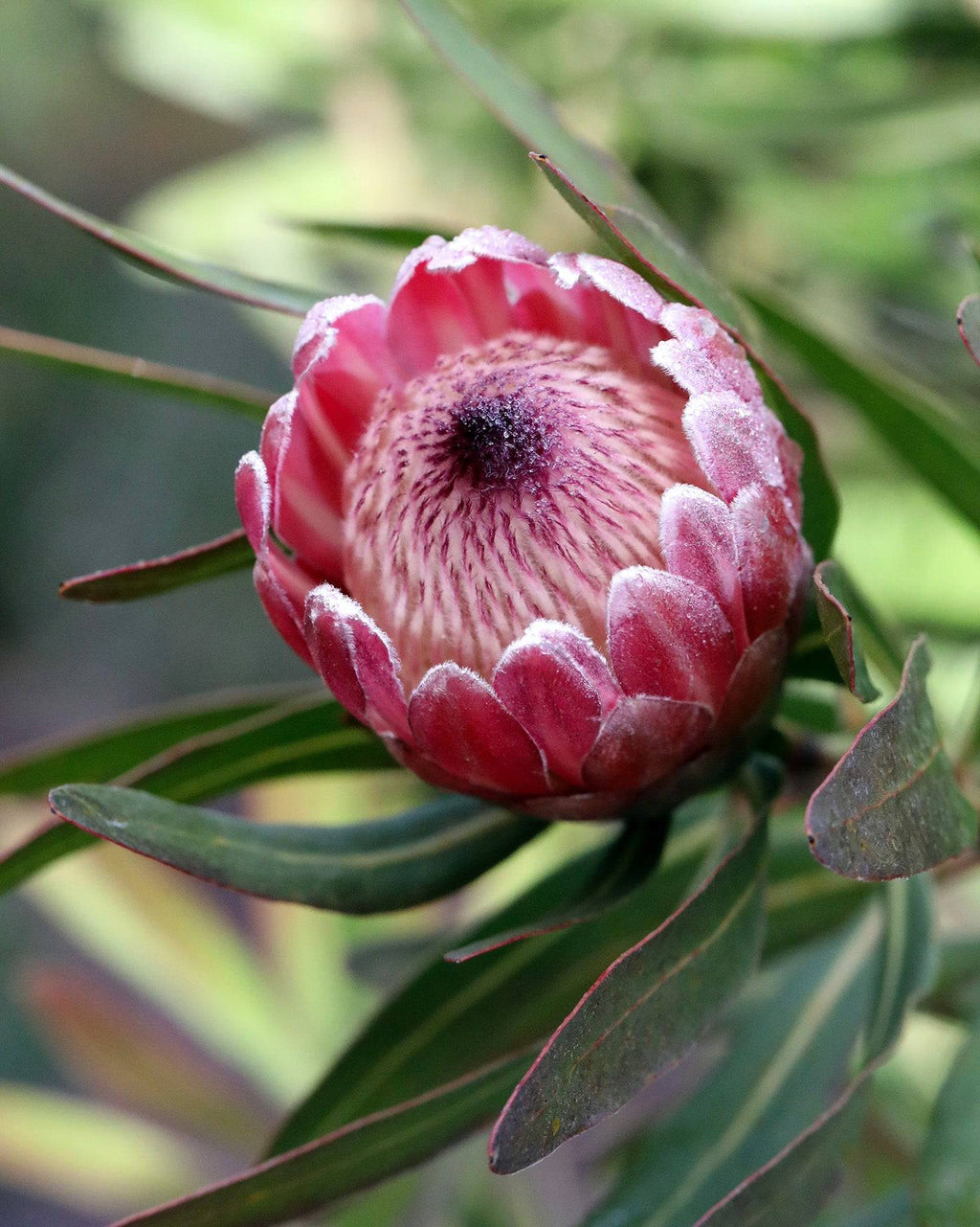 Protea Pink Ice