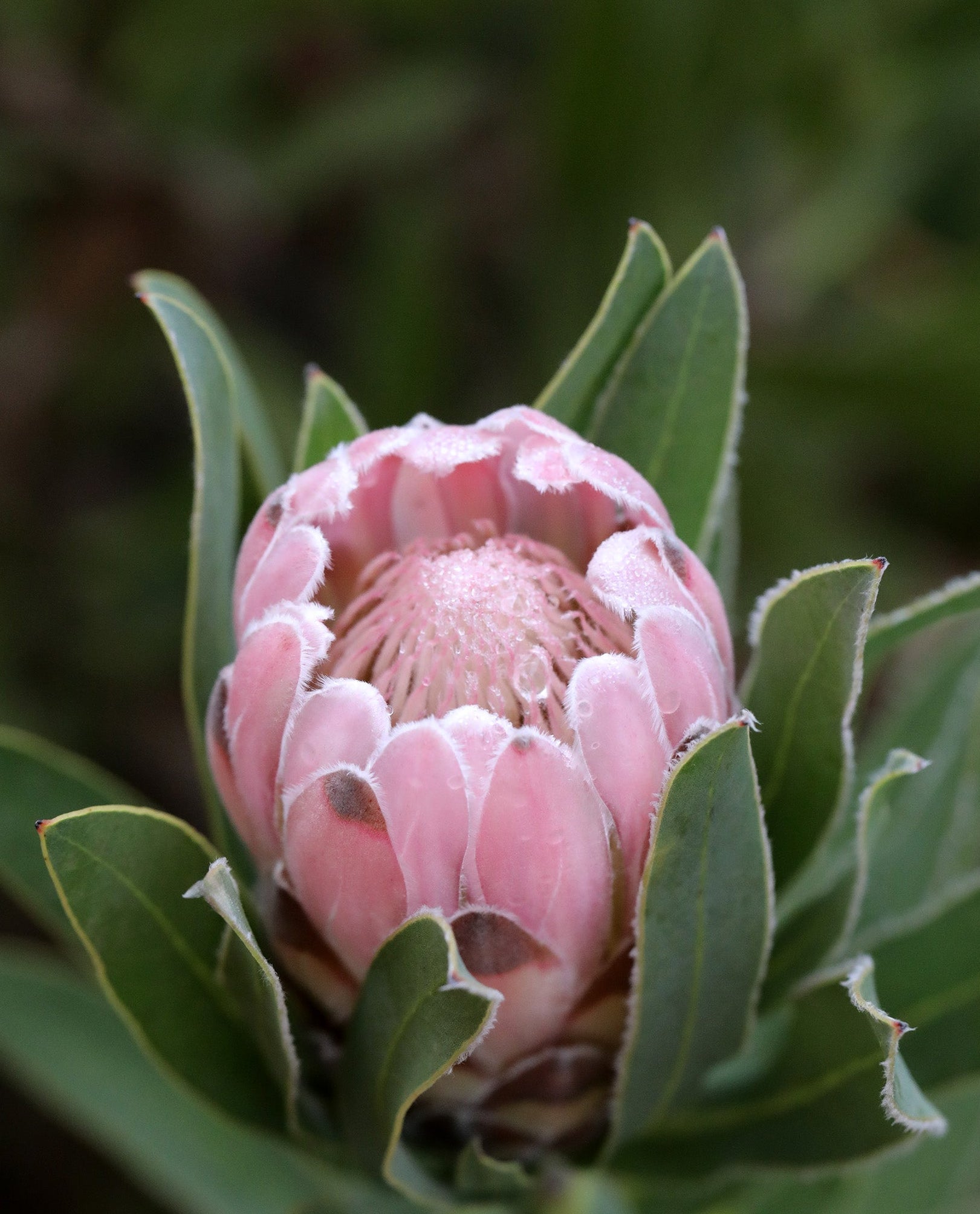 Protea Pink Pearl