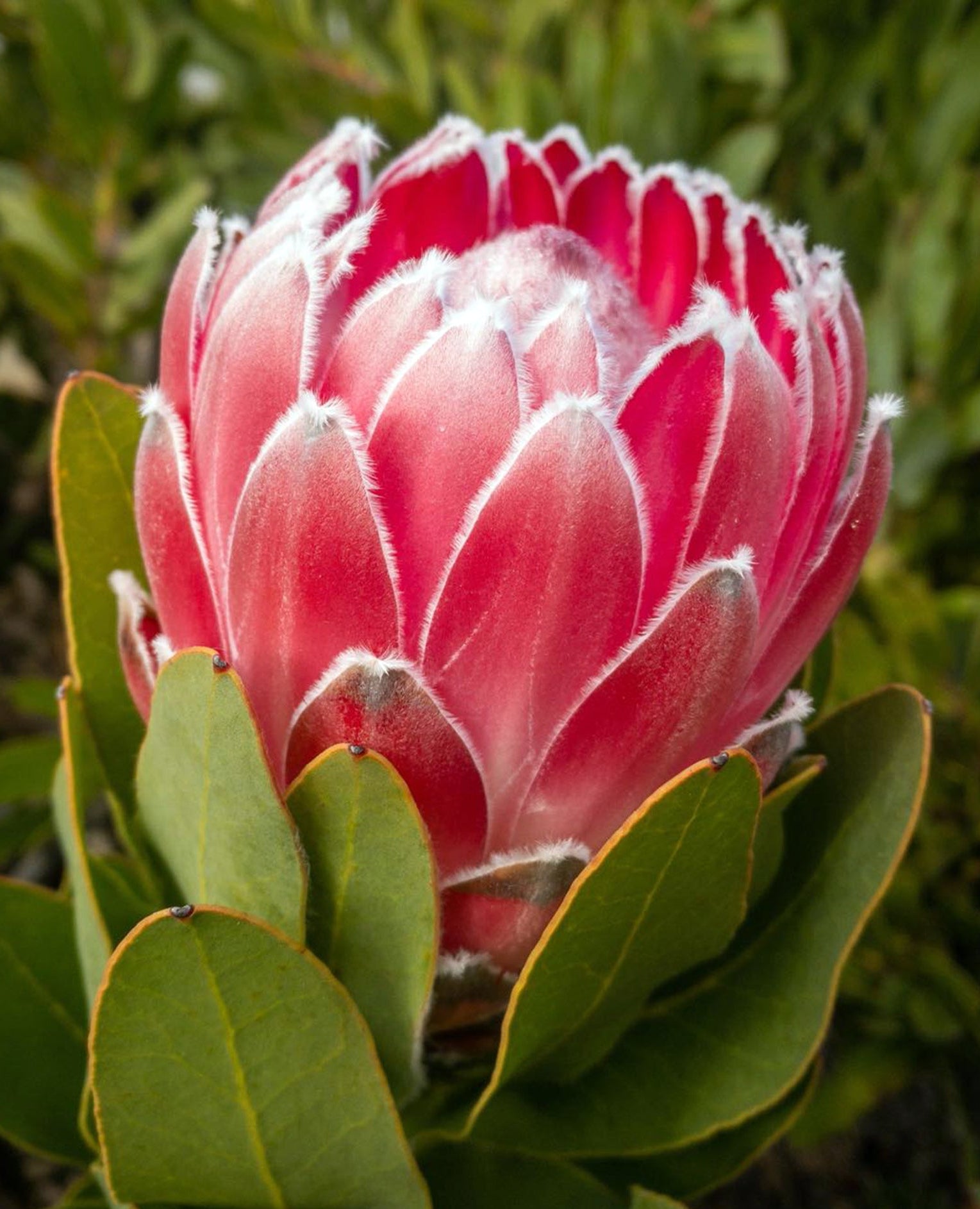 Protea Pink Princess