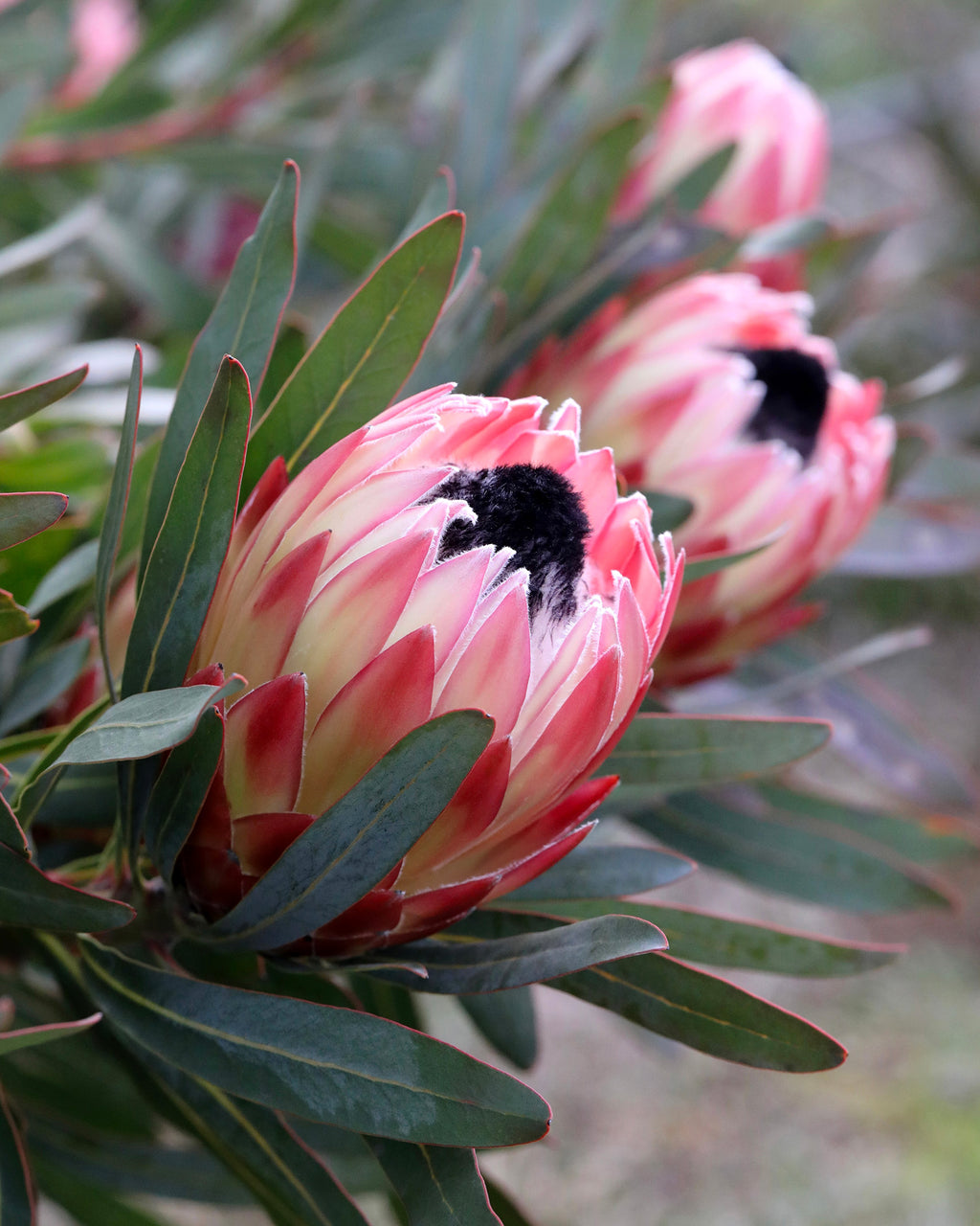 Protea Possum Magic