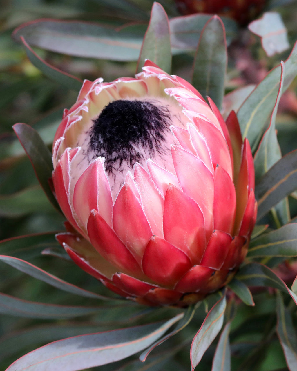 Protea Possum Magic