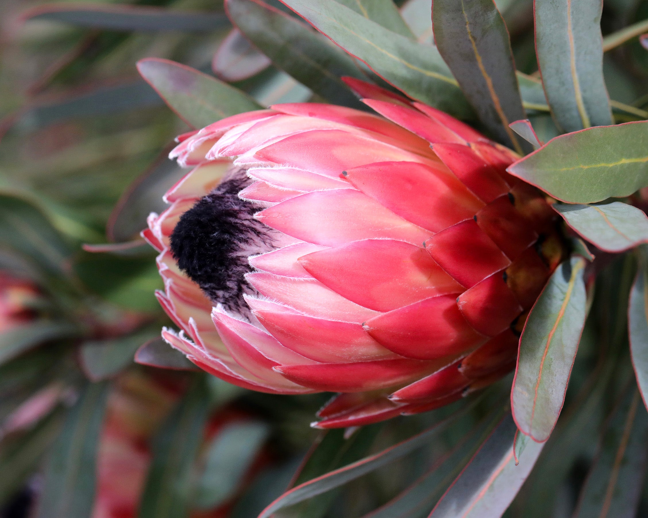 Protea Possum Magic