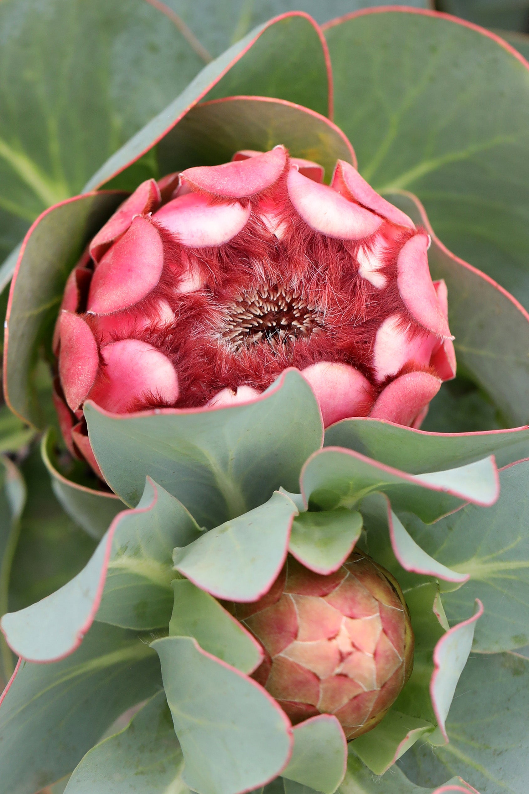 Princess Protea, Protea grandiceps