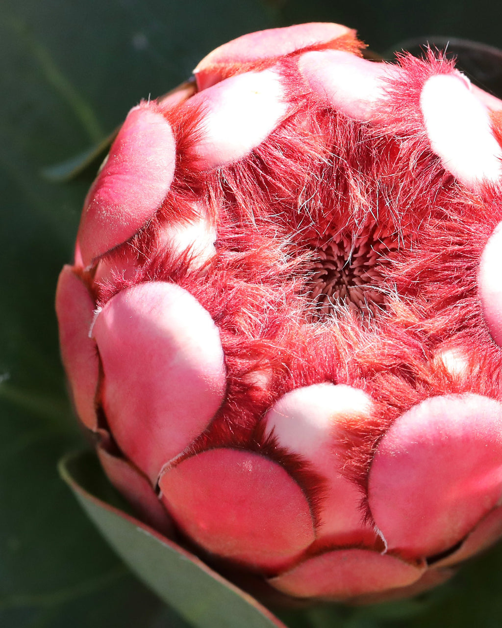 Princess Protea, Protea grandiceps