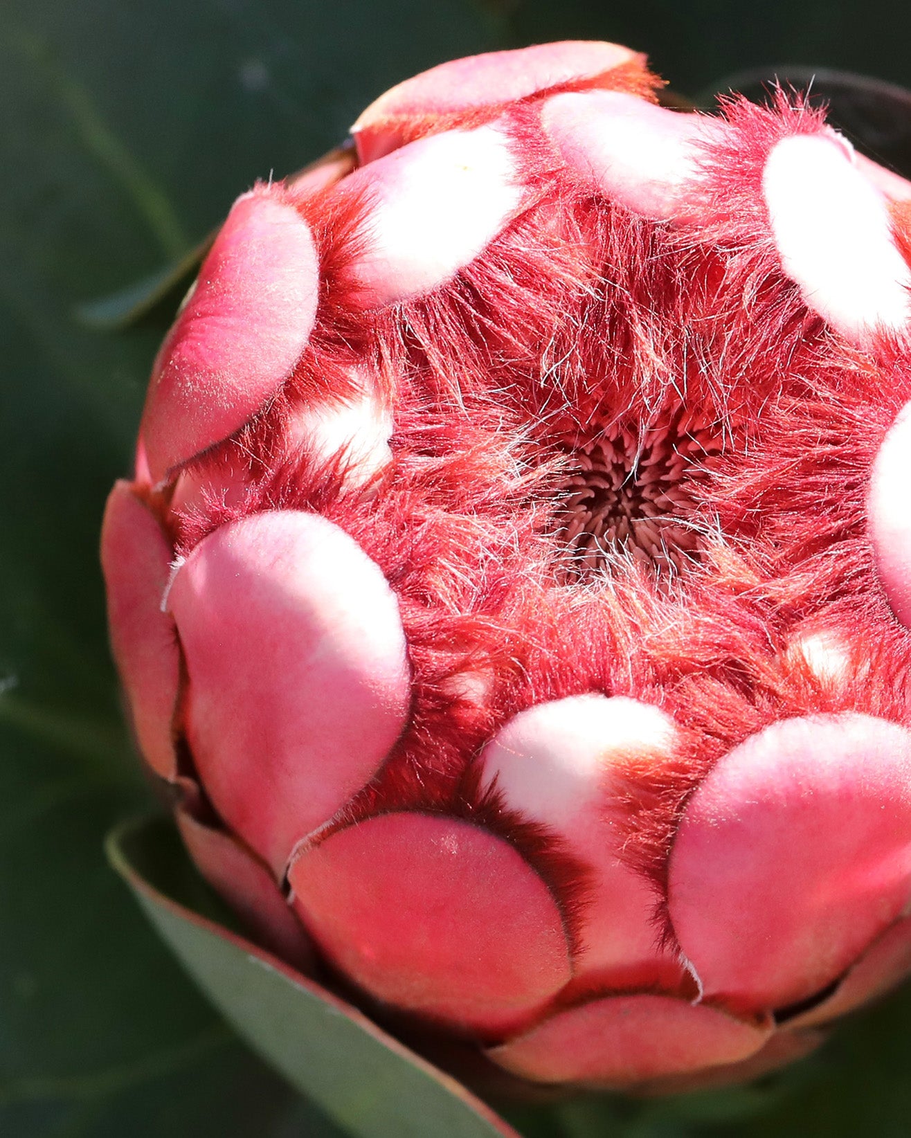 Princess Protea, Protea grandiceps