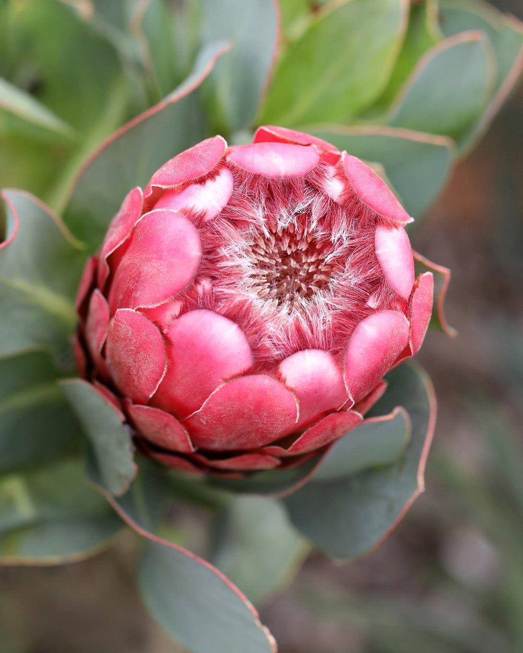 Princess Protea, Protea grandiceps