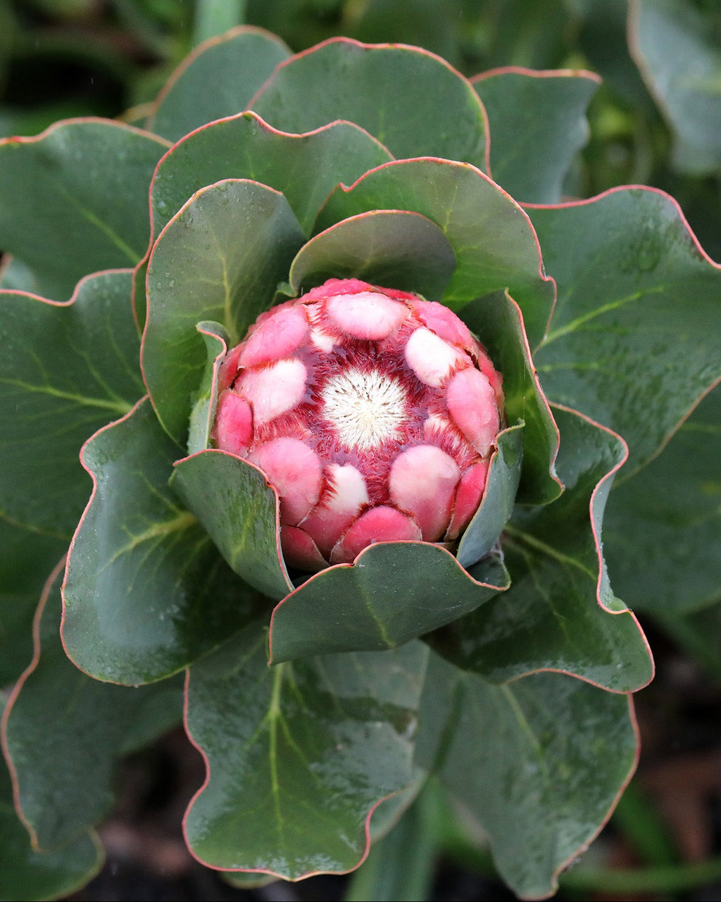 Princess Protea, Protea grandiceps