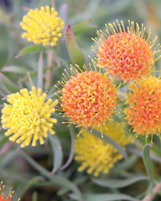 Close-up of Leucospermum Prostratum with vibrant orange and yellow flowers and green leaves.
