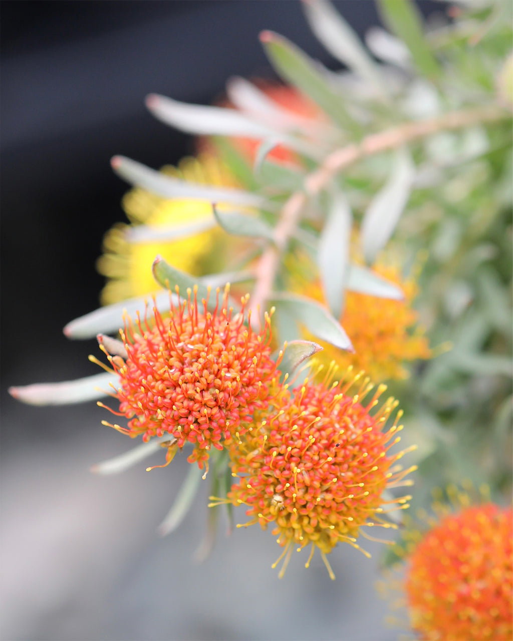 Leucospermum Prostratum