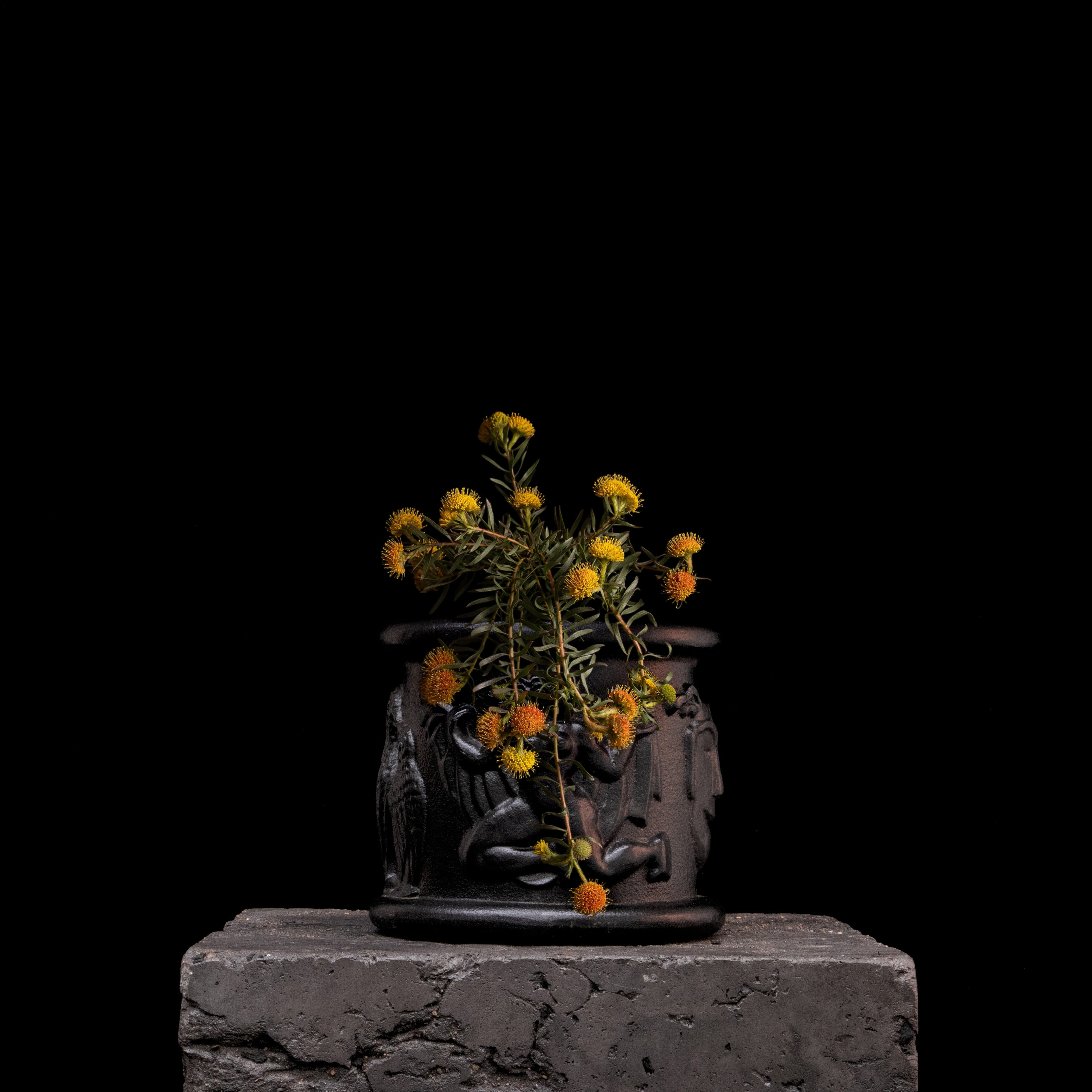 Leucospermum Prostratum