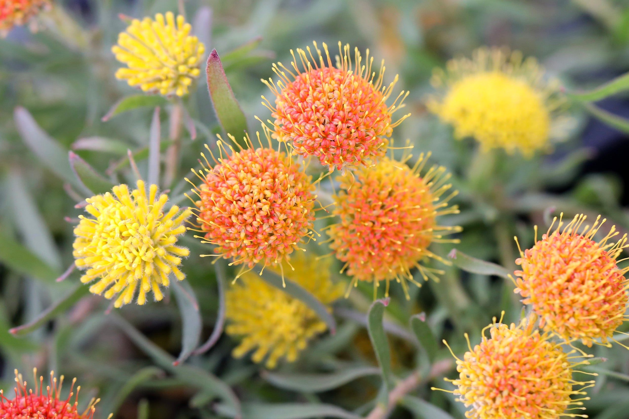 Leucospermum Prostratum