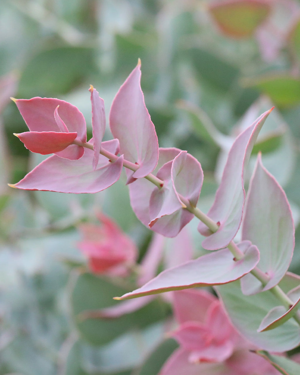 Protea Amplexicaulis
