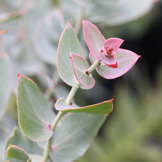 Protea Amplexicaulis