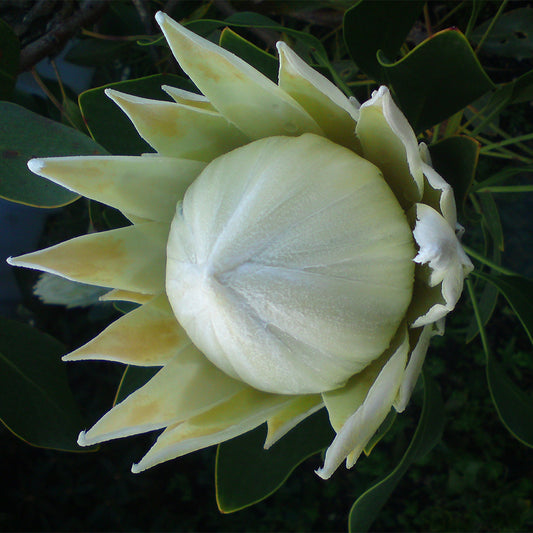 Protea Arctic Ice