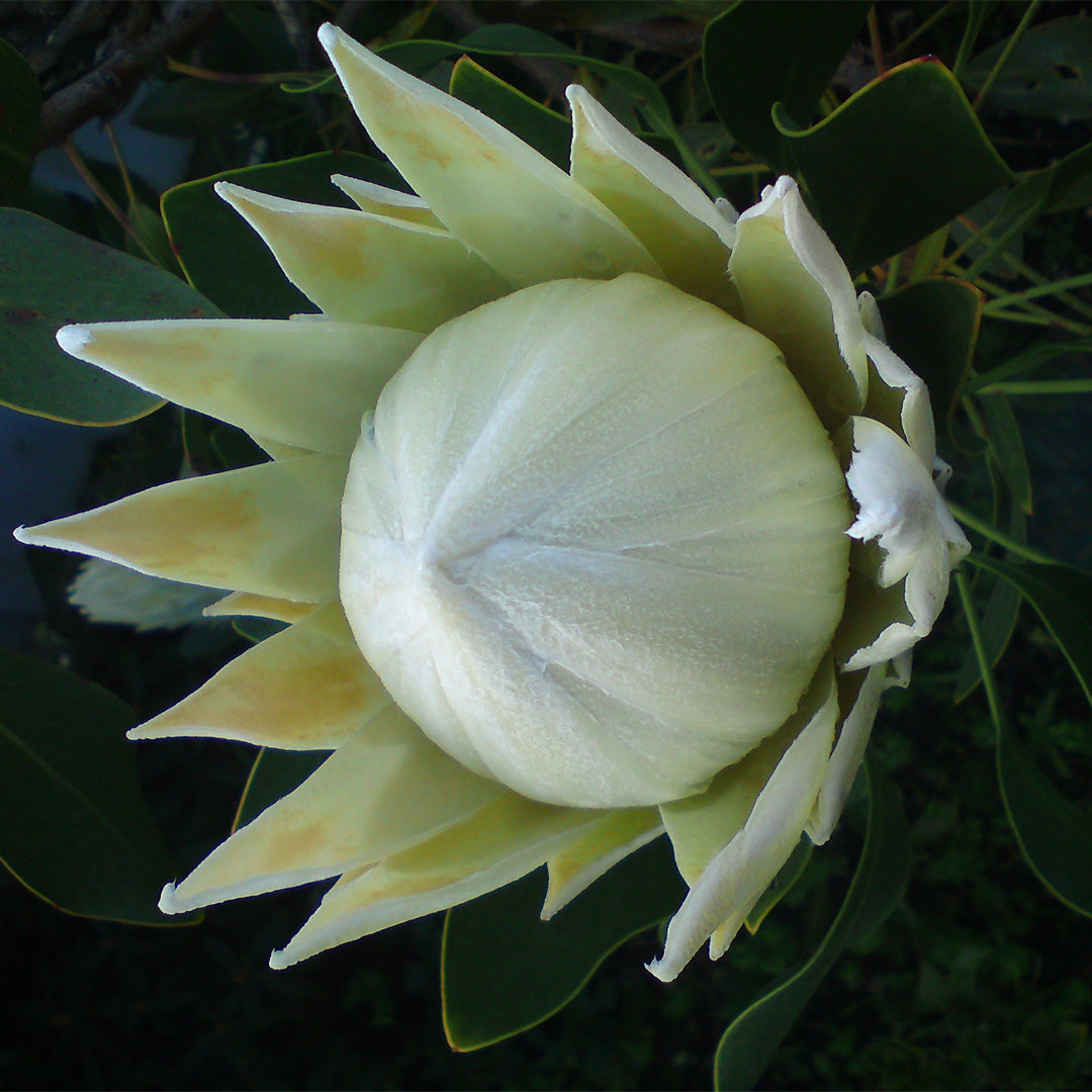 Protea Arctic Ice