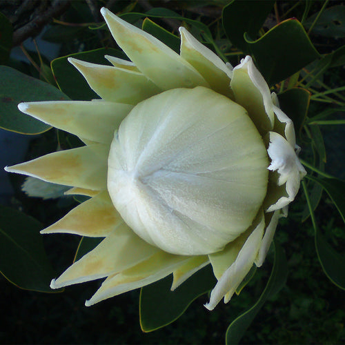 Protea Arctic Ice