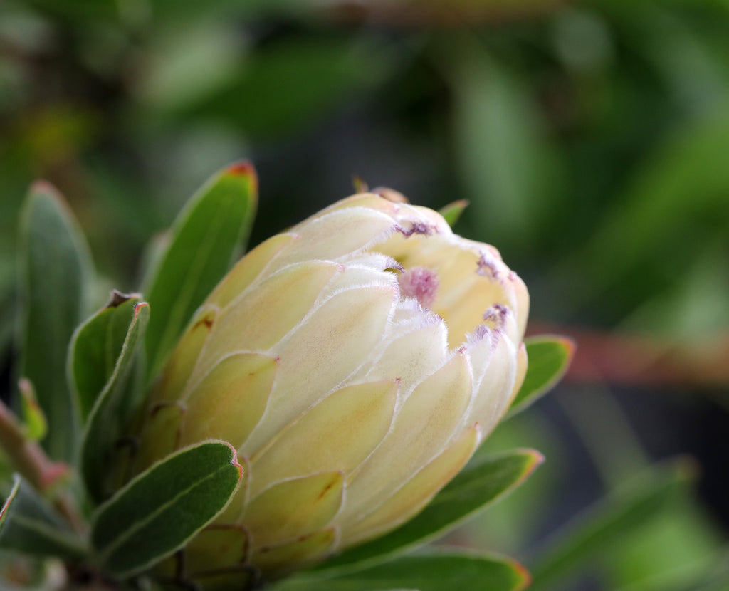 Protea Australis Ice