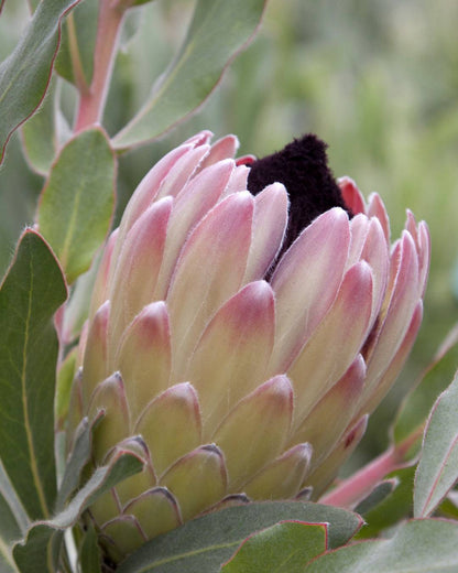 Protea Australis Passion