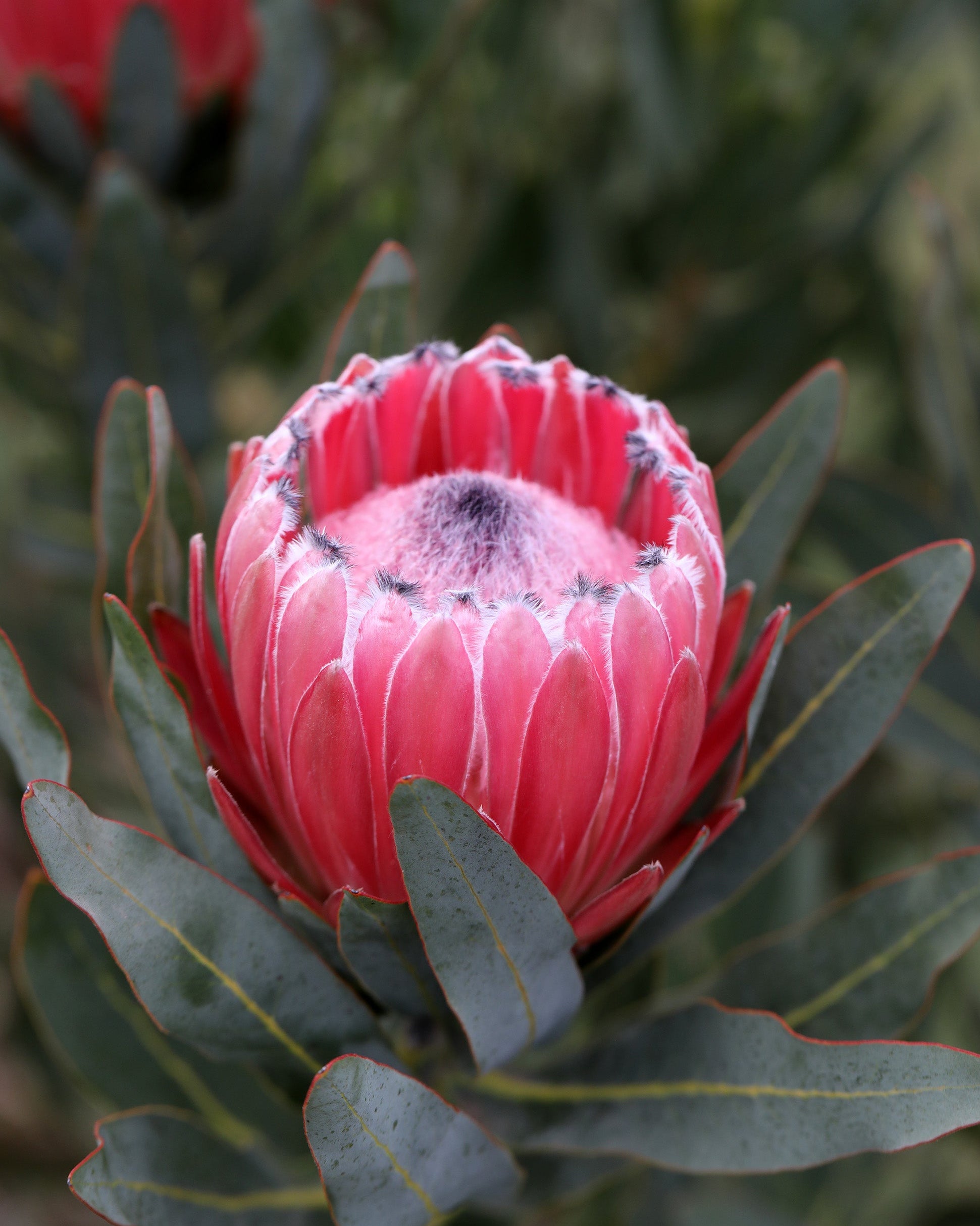 Close-up of a pink protea flower with green leaves.