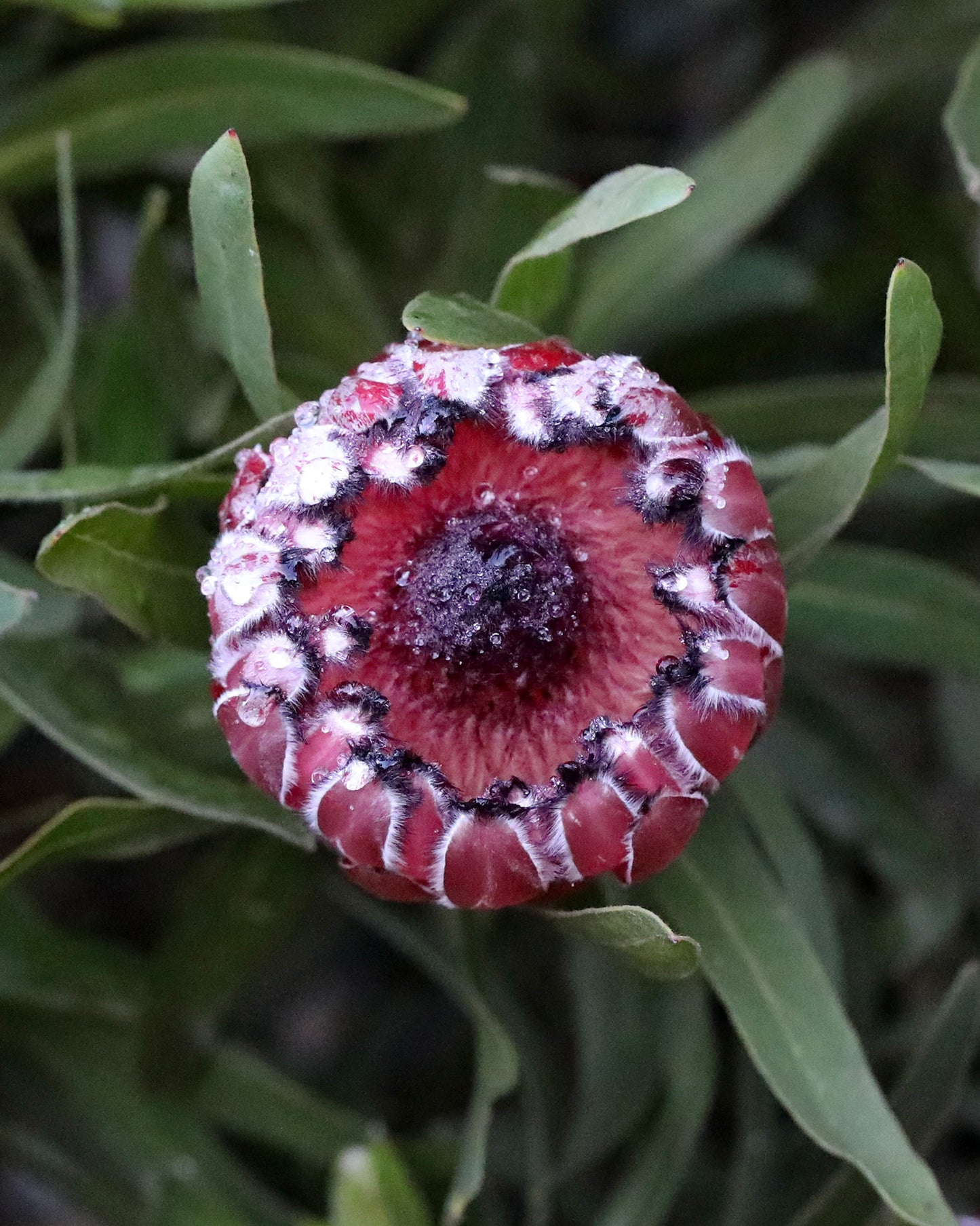 Protea Australis Ruby