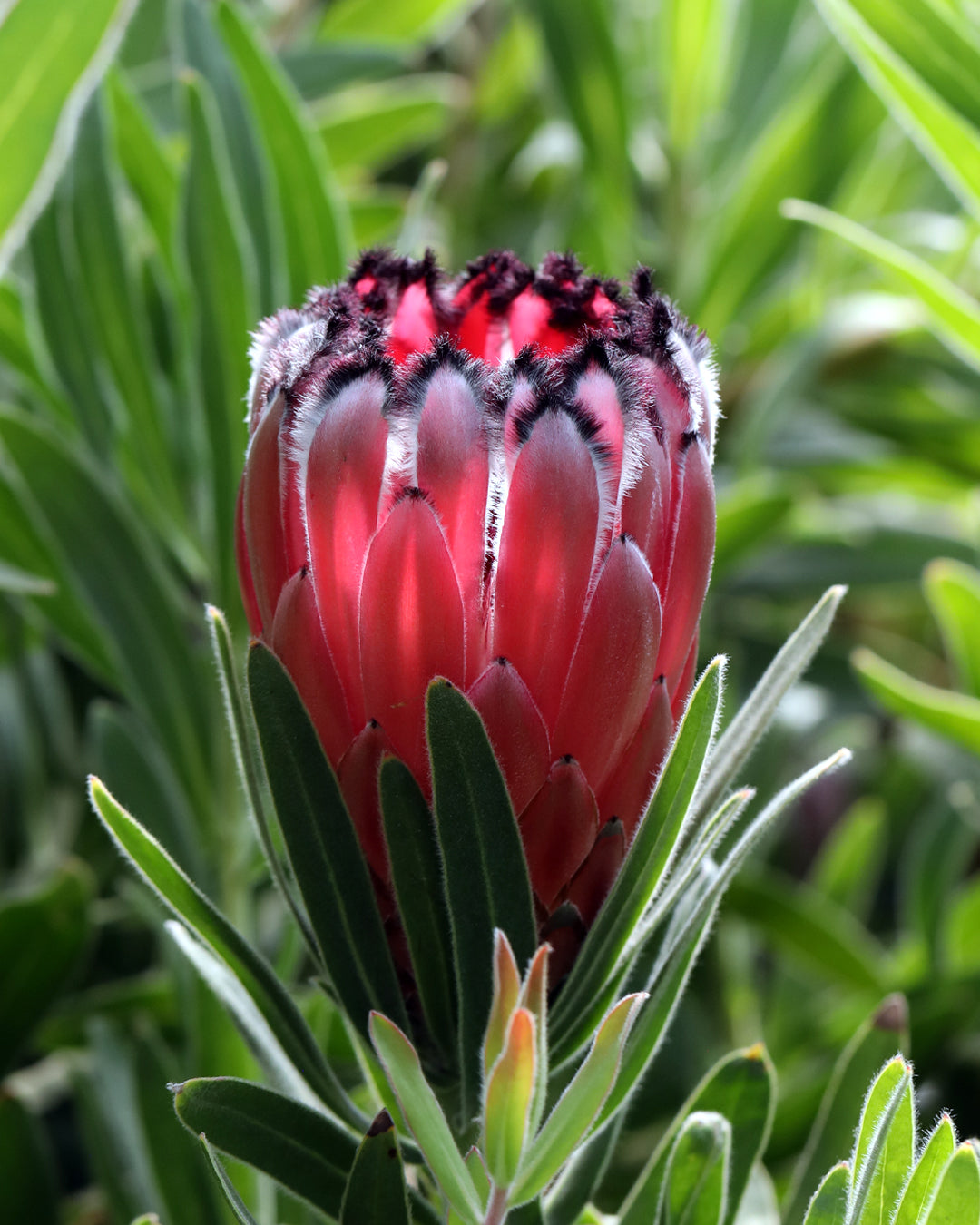Protea Australis Ruby