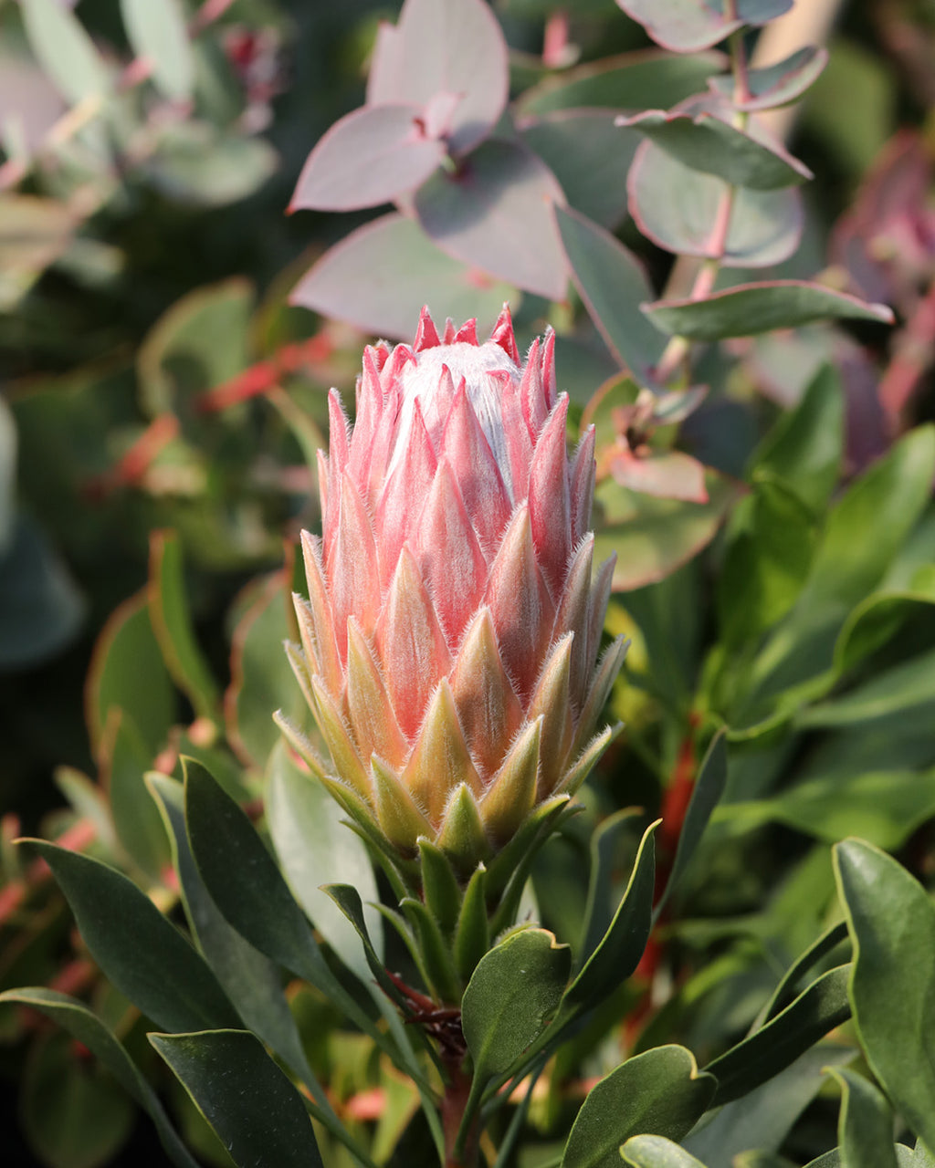 Autumn Prince Protea