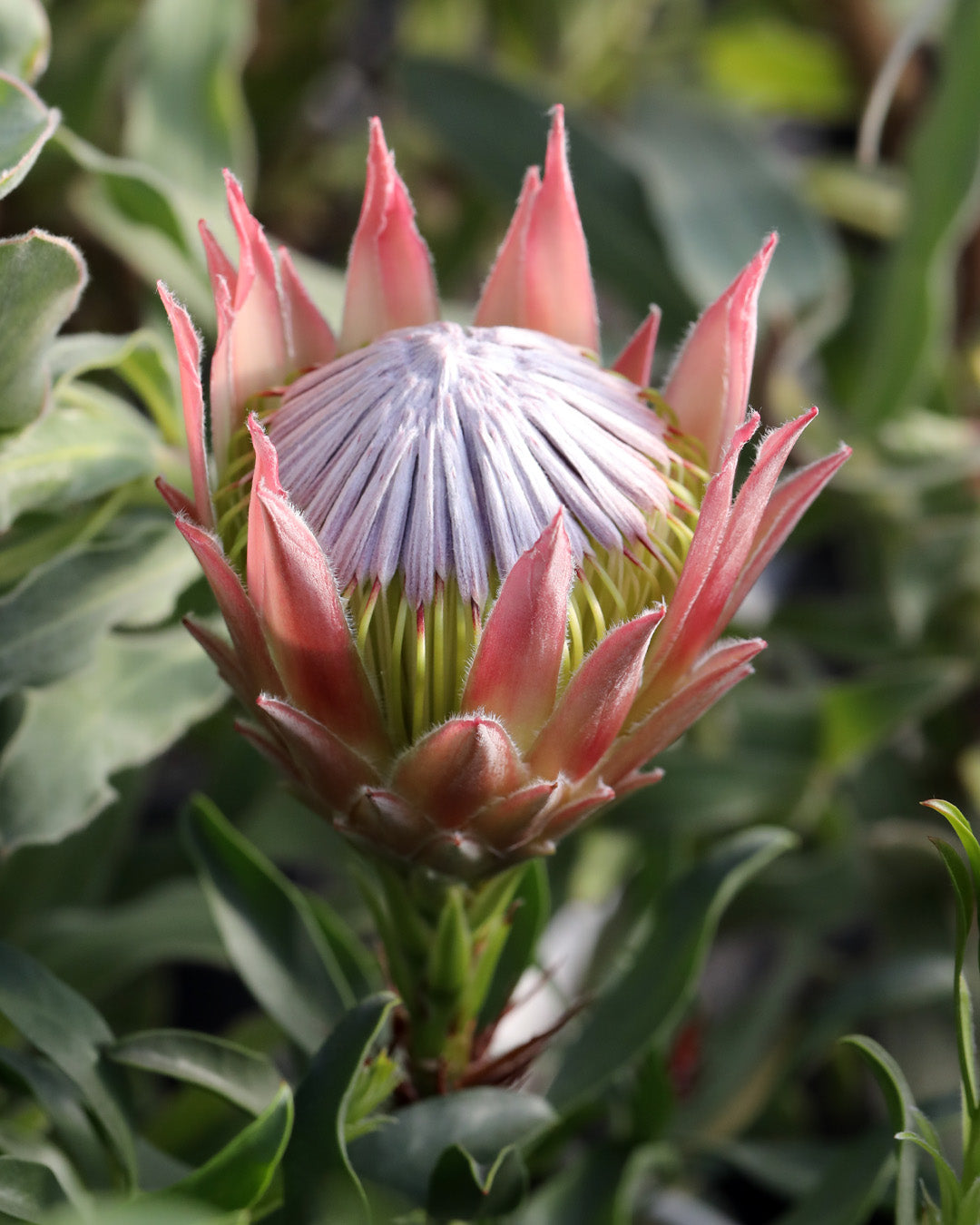 Autumn Prince Protea
