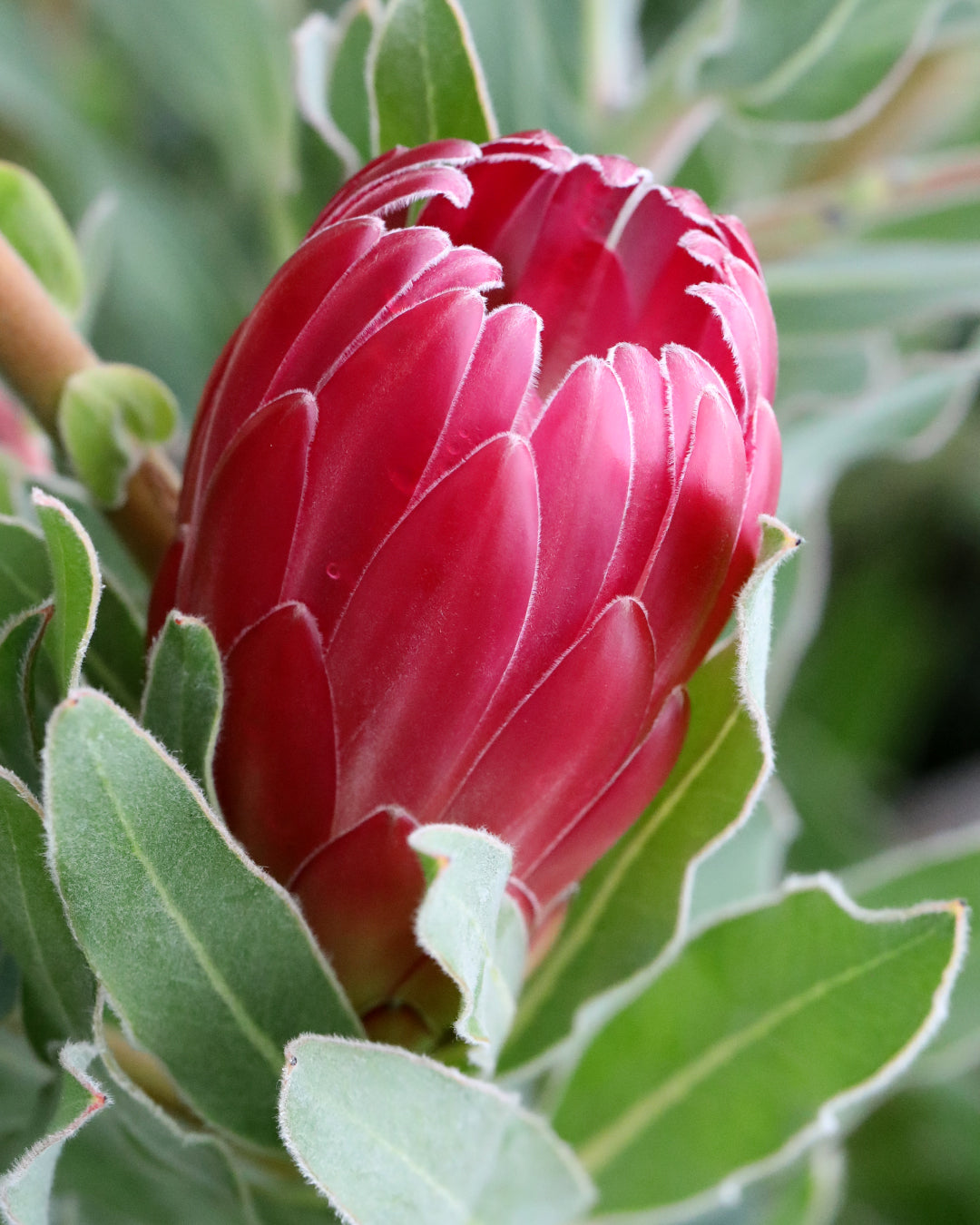 Protea Brenda