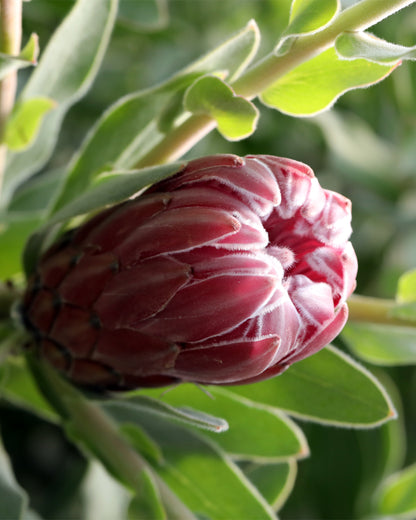 Protea Christine