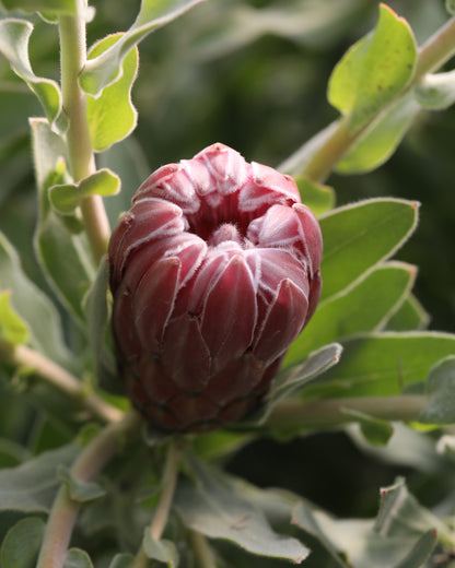 Protea Christine