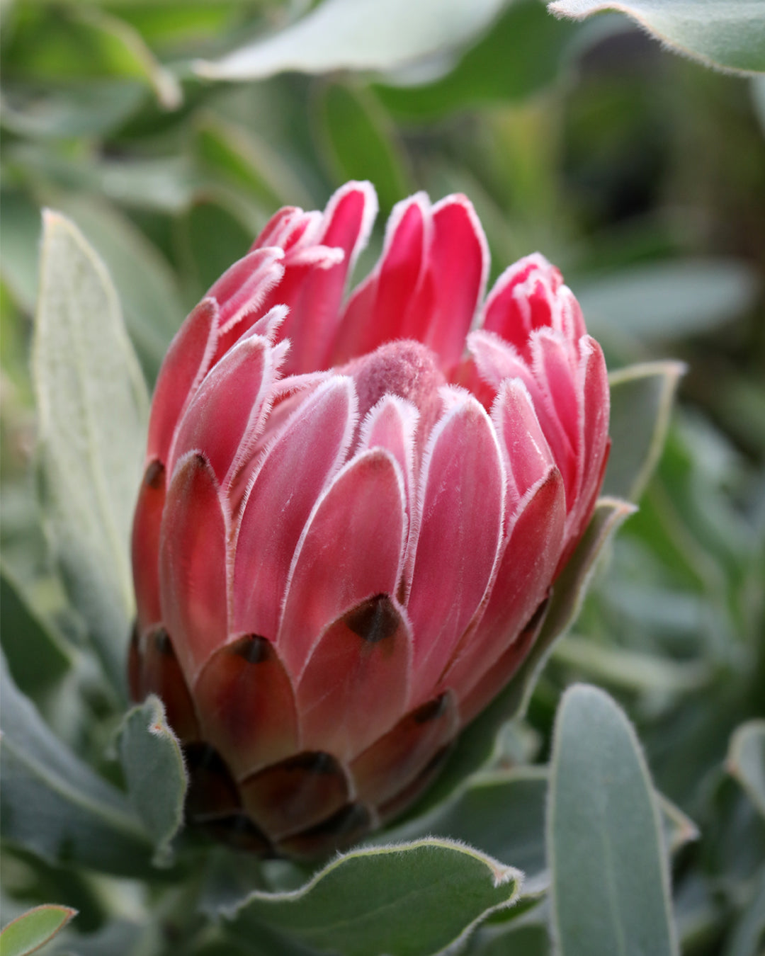 Protea Christine