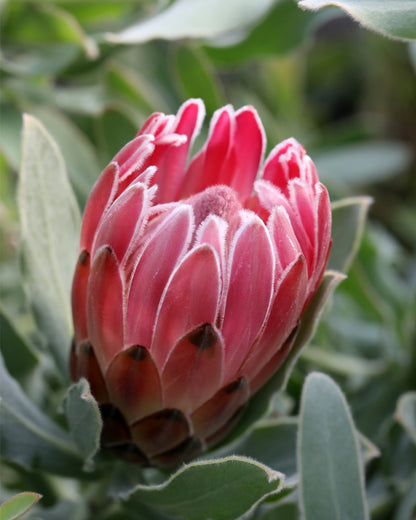 Protea Christine