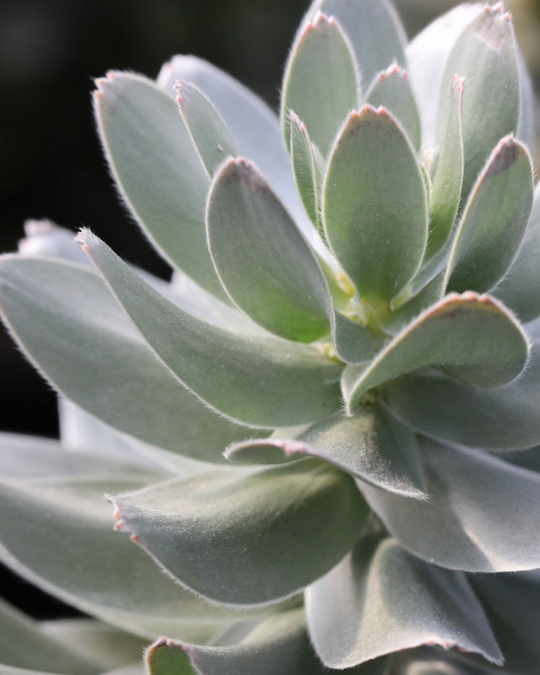 Mimetes Crackerjack Silver