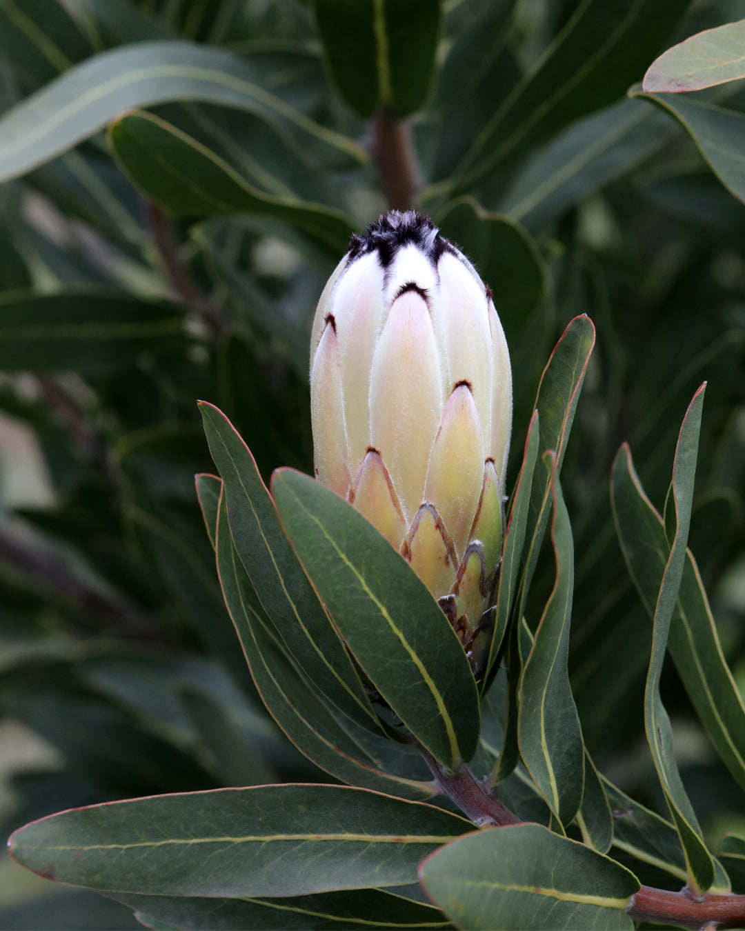 Protea Cream Mink Plant