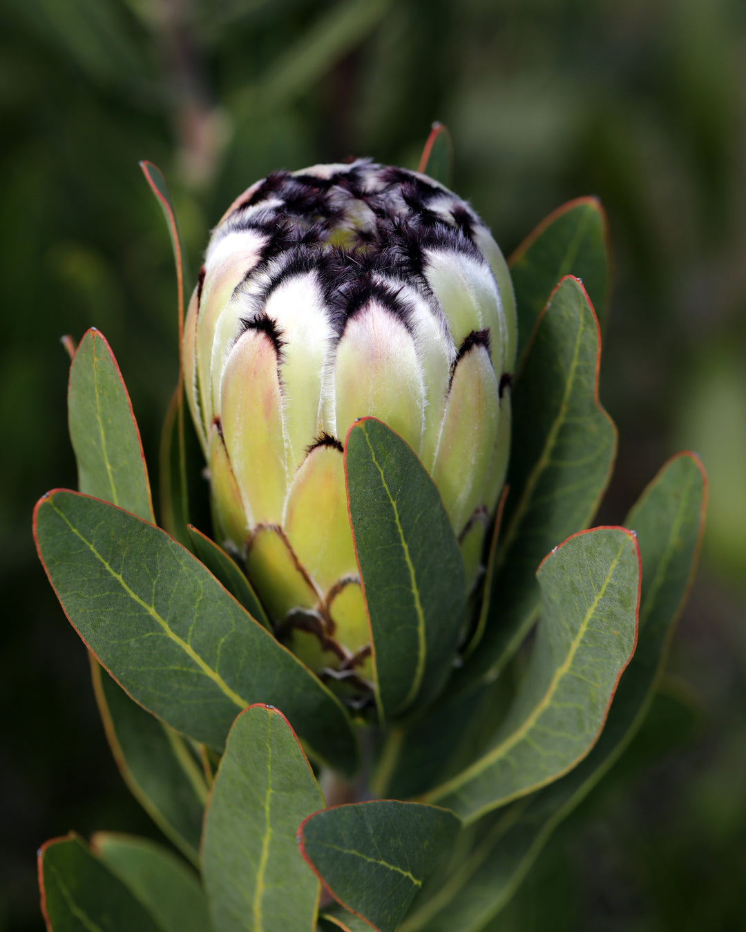 Close-up of a protea flower bud surrounded by green leaves with a blurred natural background.