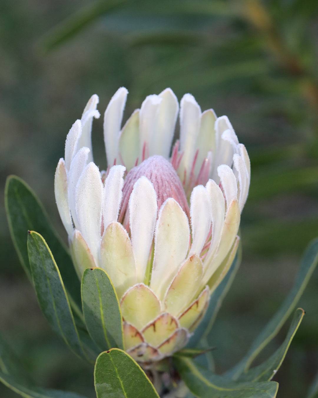 Protea Donna
