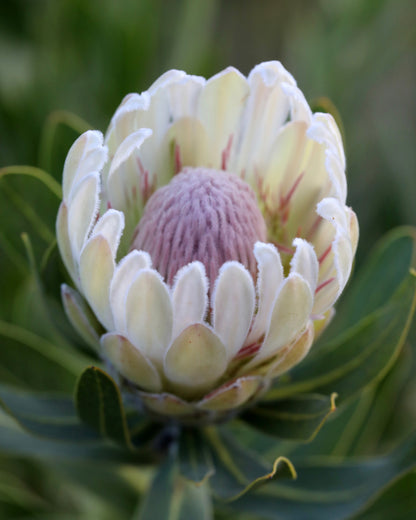 Protea Donna