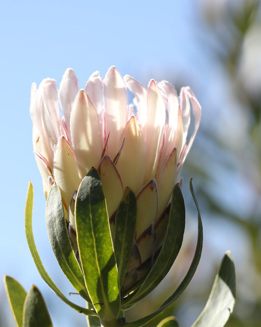 Protea Donna
