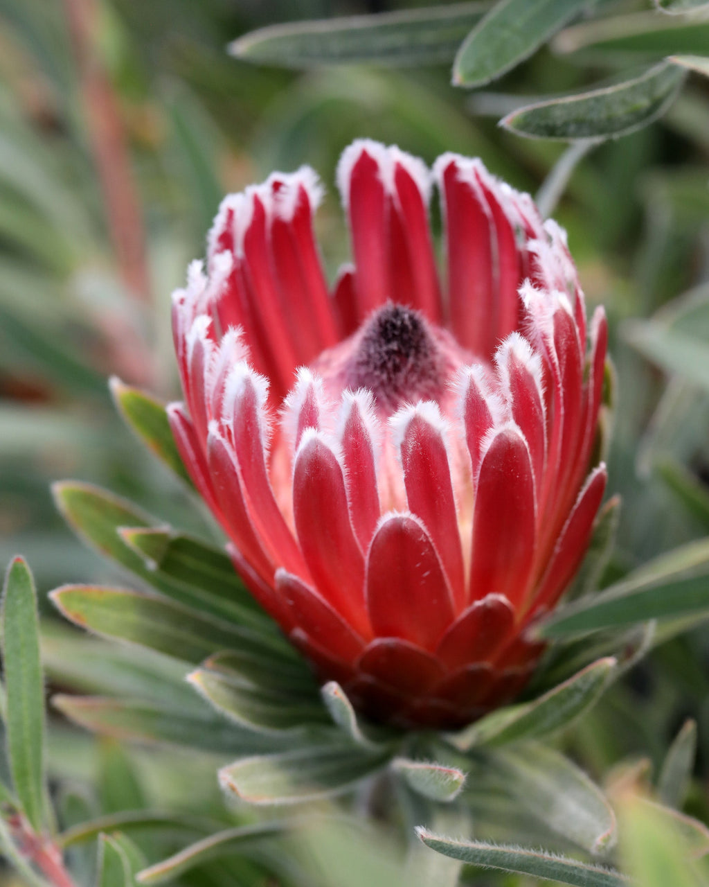 Protea Eclipse